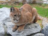 Cougar