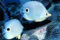 Foureye Butterflyfish (Chaetodon Chaetodon capistratus)