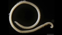 Illacme tobini