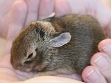 Cottontail Rabbit