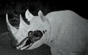 Unnatural Rhino