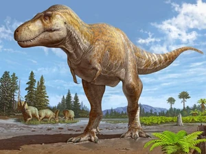 Tyrannosaurus mcraeensis