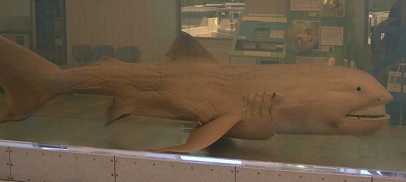 Megamouth Shark - Megachasma pelagios