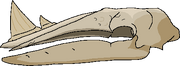 Packfish skull
