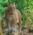 Asian Golden Cat (Pardofelis temminckii)