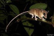 Rufous Murine Opossum