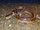 Indian egg eating snake