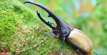 Hercules beetle | All Species Wiki | Fandom