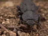 Diabolical Ironclad Beetle