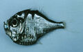 Threelight Hatchetfish (Polyipnus triphanos)