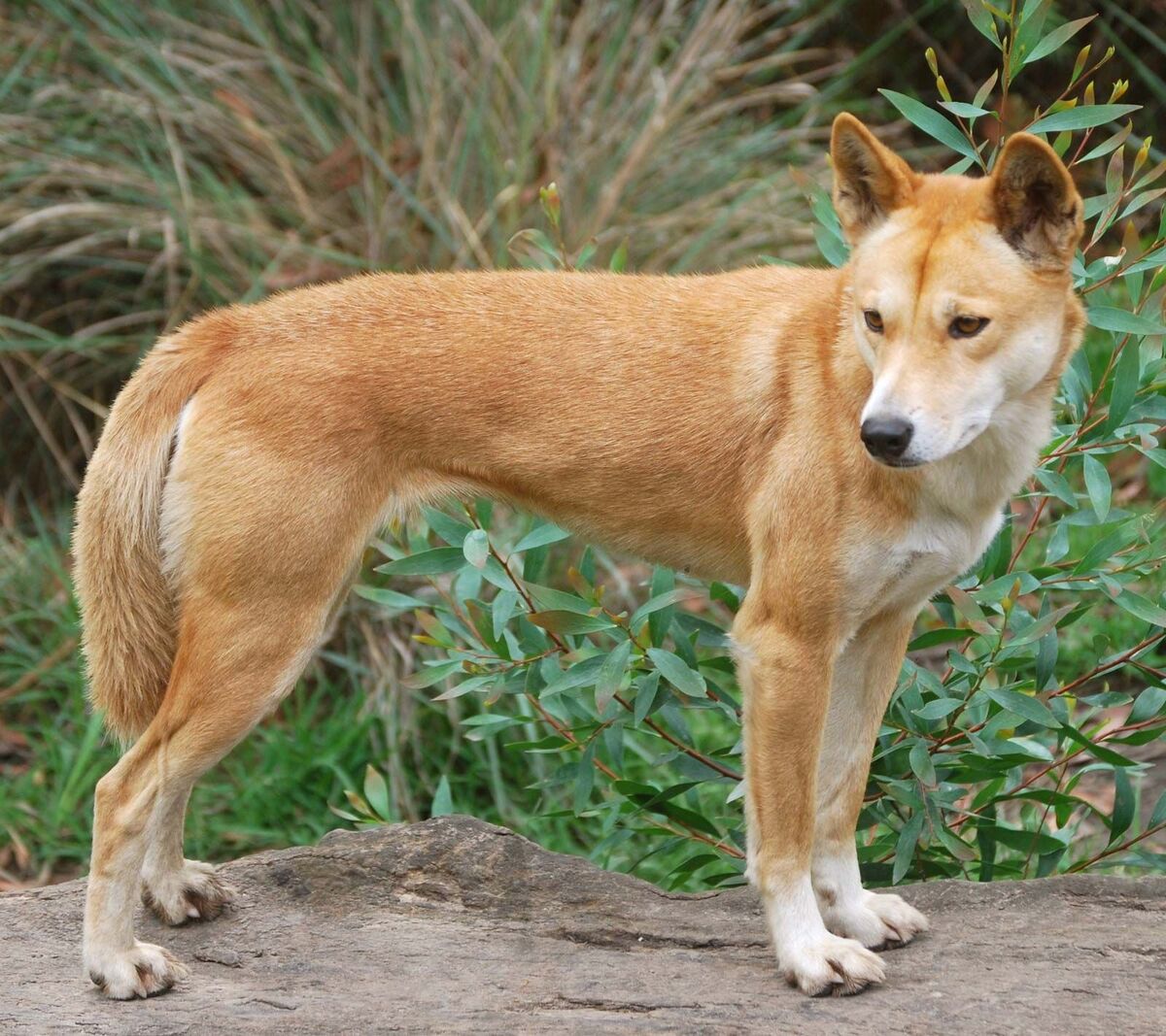 The Australian dingo: to be respected, at a distance