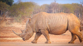 White Rhinocero 95554490000000000
