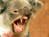 Dropbear