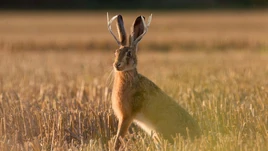 Jackalope charles
