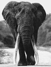 African elephant 666677888863222000 (2)