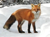 Red fox