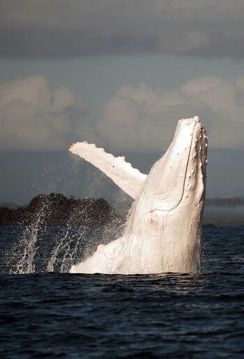 Humpback Whale 3