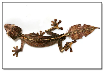 Baweng Satanic Leaf Gecko | All Species Wiki | Fandom