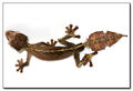 Baweng Satanic Leaf Gecko (Uroplatus phantasticus)