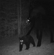 Unnatural Bear