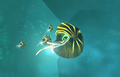 Nautilus fluoreus