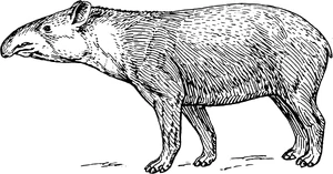 A generalized image of a Tapir.