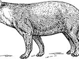 Kabomani Tapir