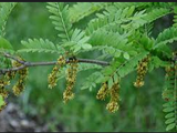 Honey locust