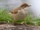 Common whitethroat