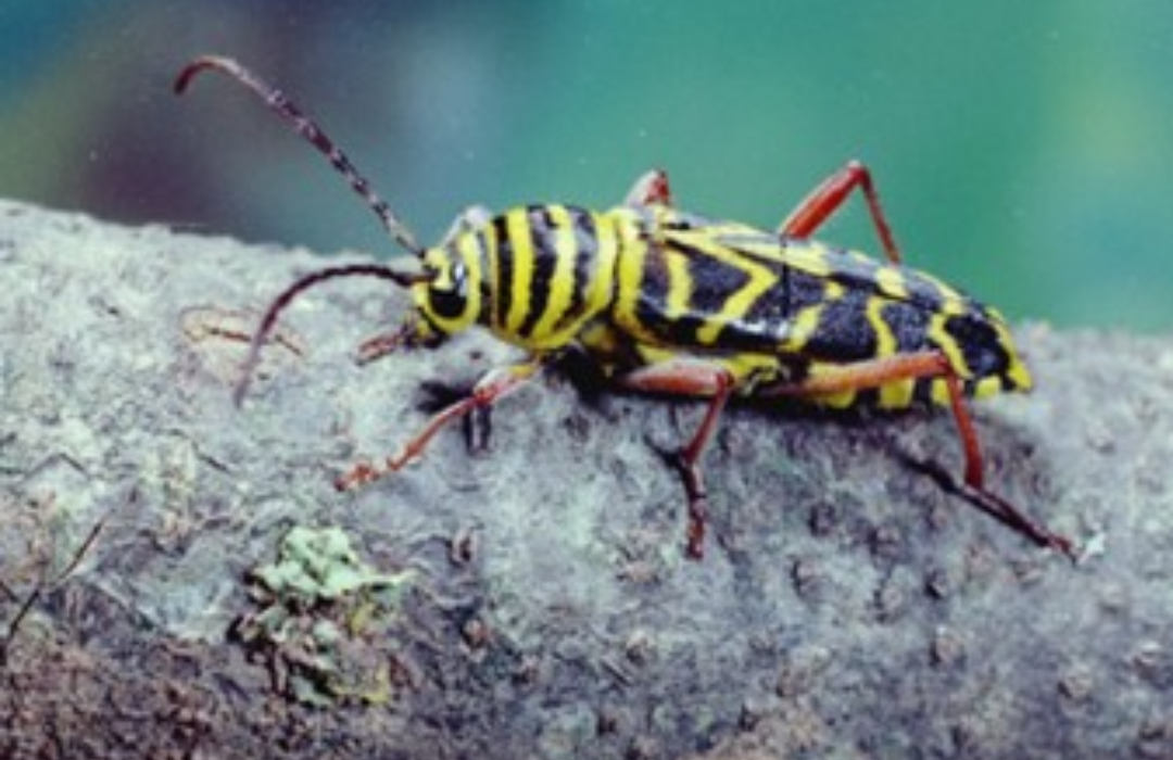 Locust borer All Species Wiki Fandom