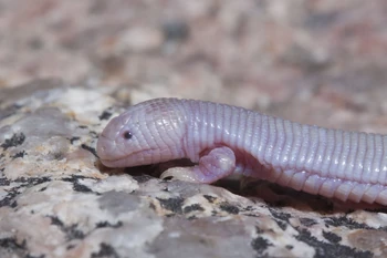 Mexican Mole Lizard