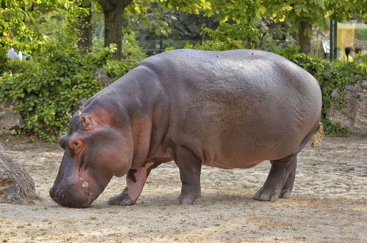 Hippopotamus All Species Wiki Fandom hippopotamus-all-species-wiki-fandom
