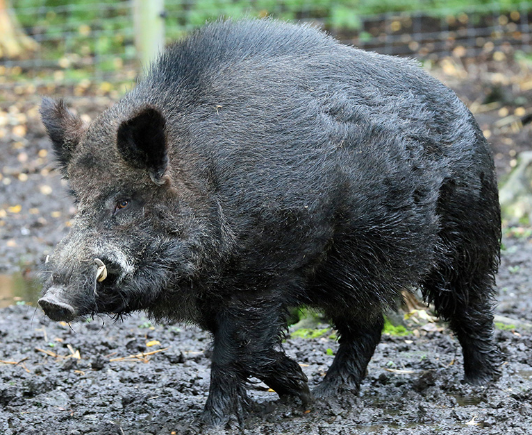 tiger vs wild boar