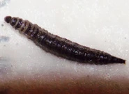 C. albipunctata larva