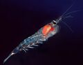 Northern Krill (Meganyctiphanes norvegica)