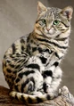 Black-footed Cat (Felis nigripes)