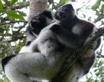 Indri 5