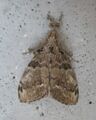 White-marked Tussock Moth (Orgyia leucostigma)