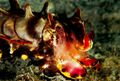 Pfeffer's Flamboyant Cuttlefish (Metasepia pfefferi)