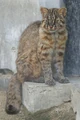 Tsushima Cat (Felis microtis)