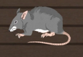 Giant Rat