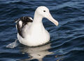 Southern Royal Albatross (Diomedea epomophora)