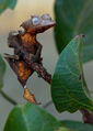 Spearpoint Leaf-Tail Gecko (Uroplatus ebenaui)