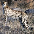 Cheetah (Acinonyx jubatus)