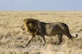 Southern Lion (Panthera leo melanochaita)