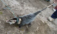 Andes White-ear opossum