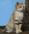 Sand Cat (Felis margarita)