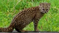 Kodkod (Leopardus guigna)