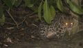 Sunda Clouded Leopard (Neofelis diardi)