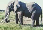 African Bush Elephant 778990000